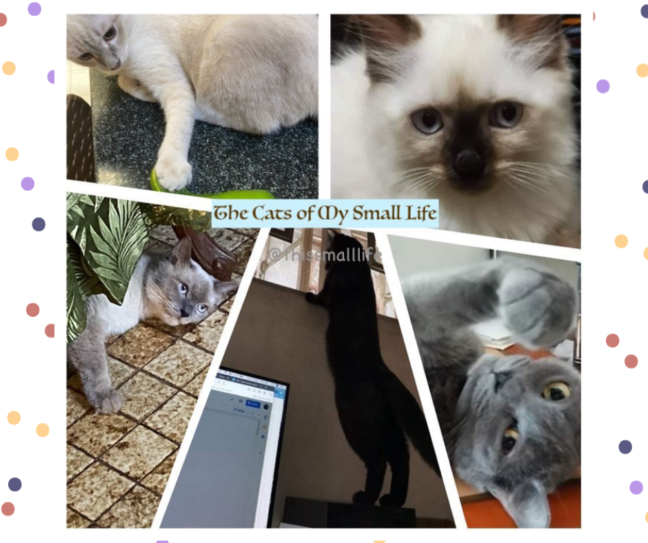 First Cat Lady Entry – Introduction to Our Menagerie